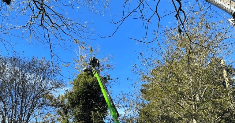 Crane lifting a hazardous pine tree over a residential property in Northwest Florida.