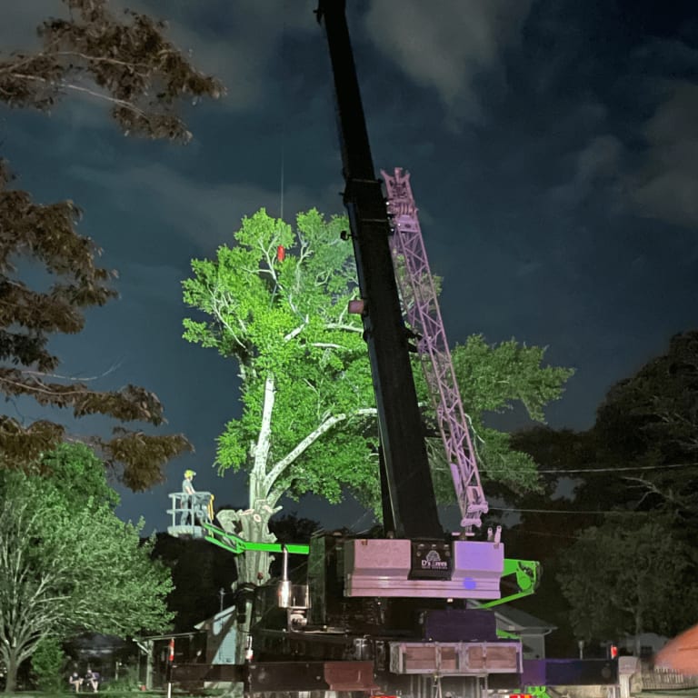 Emergency tree service in Milton after storm damage
