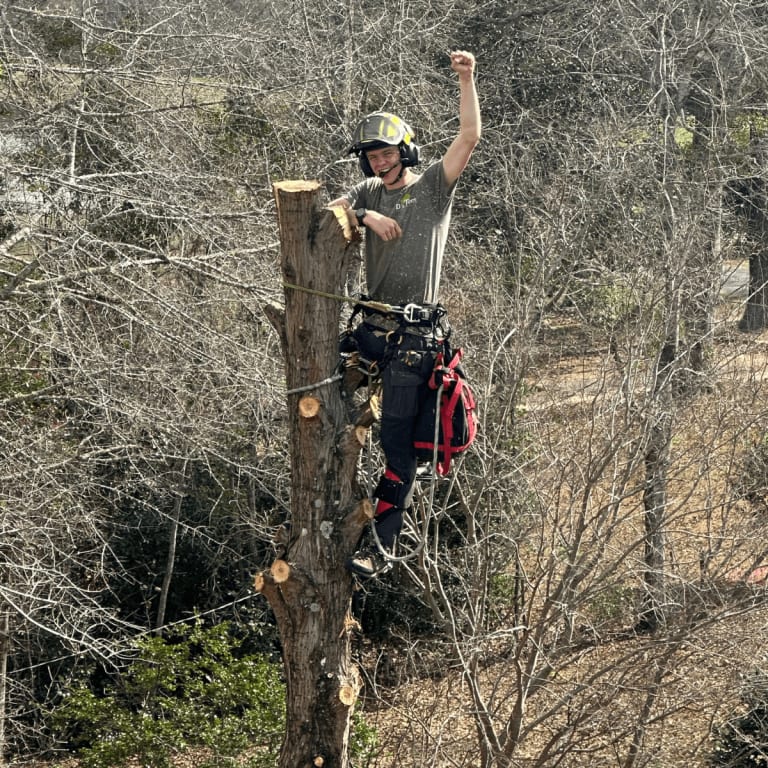 ISA certified arborist inspecting tree health in Pensacola