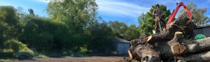 D's Trees providing tree services and tree care across Pace, Pensacola, and Northwest Florida