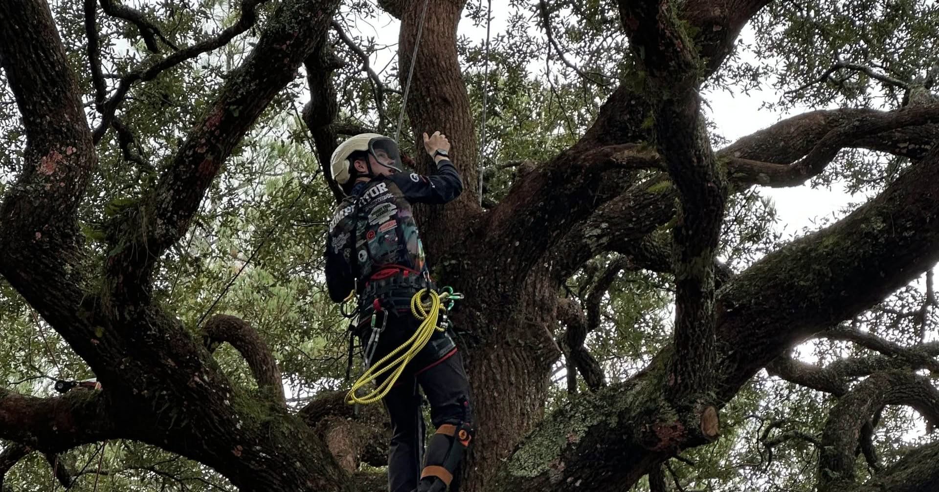 how humid Florida weather impacts tree health