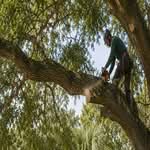 hurricane tree prep, hurricane season Florida, wind resistant trees, tree pruning Pensacola, storm proof trees, laurel oak failure, tree risk assessment, Northwest Florida storms