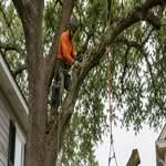 Climber rigging a water oak limb for controlled lowering between two homes in an older Pensacola neighborhood