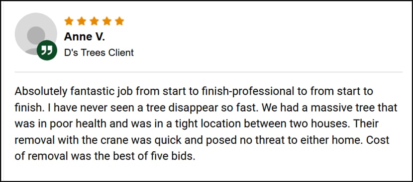 D's Trees review