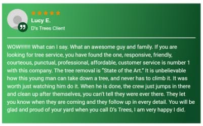 D's Trees Emergency Tree Removal Review